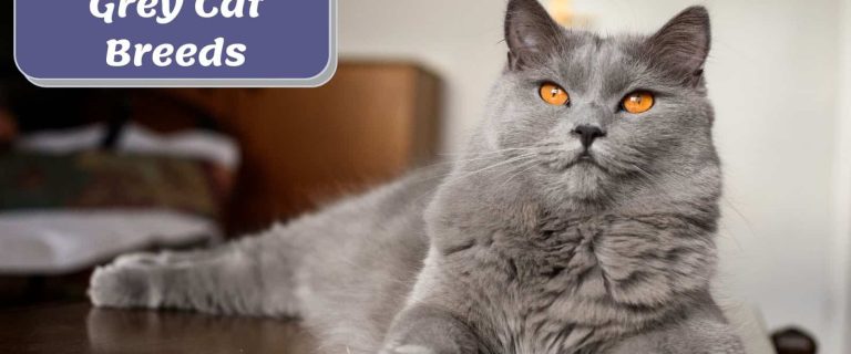 a cute grey cat with orange eyes sitting on top of the table
