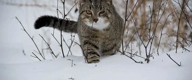 Guard Cats: Breeds That Will Keep Your Home Safe