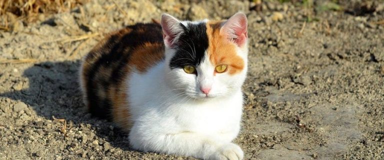 gypsy cat names f