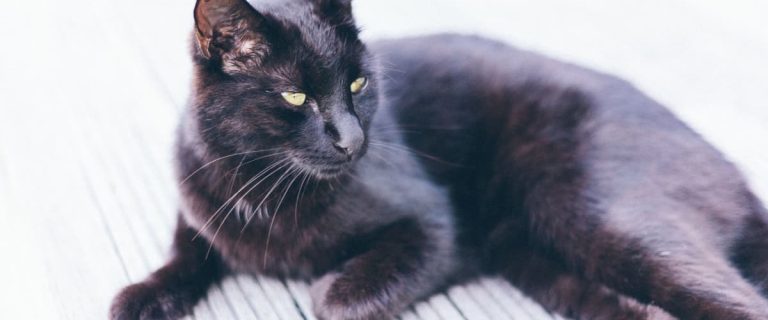 Whether you're adopting a kitty in October or just love the spooky holiday, you're going to love our Halloween inspired cat names!