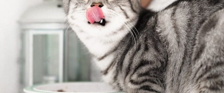 What Can Cats Eat From The Fridge? Cat Food Alternatives