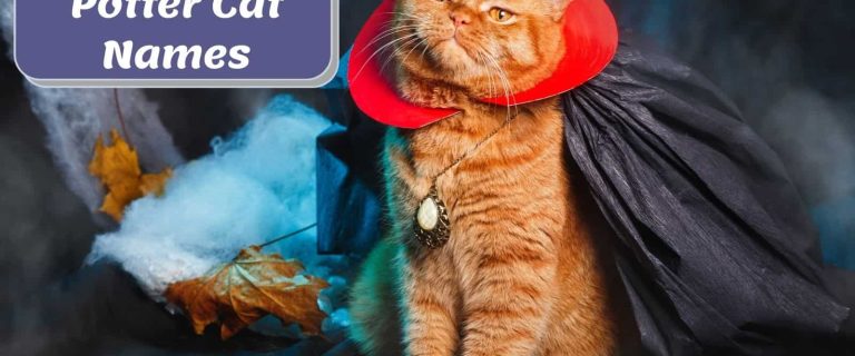 ginger cat wearing a cape beside harry potter cat names poster