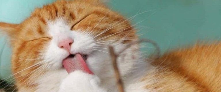 100 Hawaiian Cat Names to Inspire: Discover the Aloha Spirit