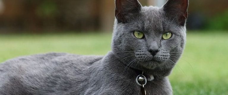 Revealing the Healthiest Cat Breed for a Long and Happy Life