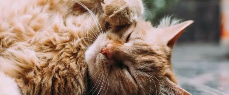 How to Help A Cat in Heat: A Basic Guide for Cat Parents