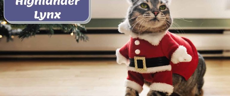 adorable highland lynx wearing a Santa costume