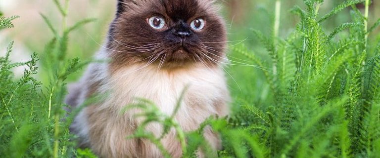 Himalayan Cat: A Gentle and Affectionate Companion
