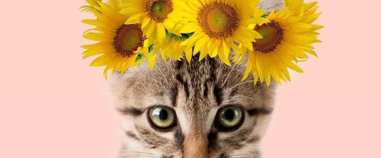 150 Hippie Cat Names for Your Furry Flower Child