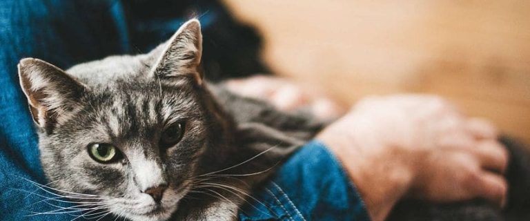 Do Cats Like Being Picked Up? Here's How to Tell