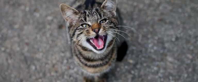 Are you wondering how to quiet your talkative cat because your kitty is driving you crazy with constant meowing? Check out these 7 superb tips!