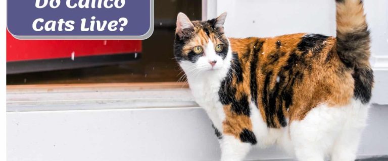 a cute calico cad beside the text "how long do calico cats live?"
