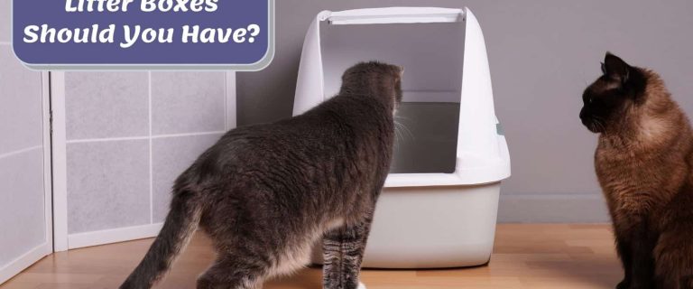 two cats beside a cat litter box but how many litter boxes should you have at home?