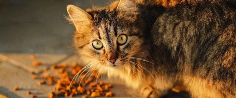 How Much to Feed a Cat Daily? A Complete Feeding Guide