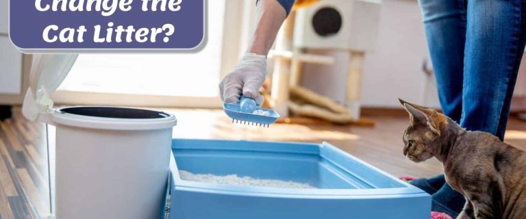 how often to change cat litter