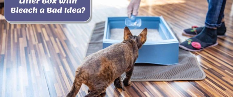 lady showing how to clean a litter box with bleach but is it safe?