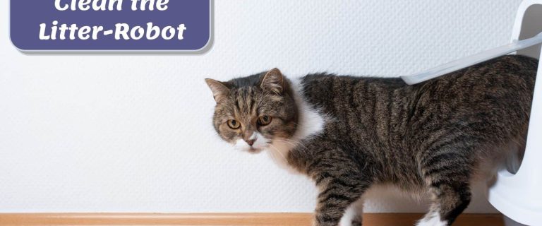 How to Clean Litter-Robot? A Step-By-Step Guide