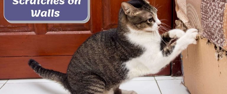 cat scratching the wall beside how to fix cat scratches on wall text