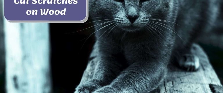 how-to-fix-cat-scratches-on-wood-trim-f
