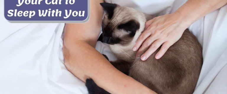 How to Get Your Cat to Sleep With You? 10 Effective ways