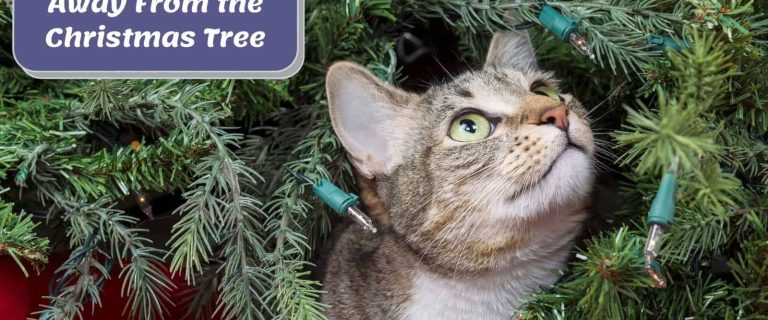 How to Cat-Proof Your Christmas Tree: 3 Easy Ways