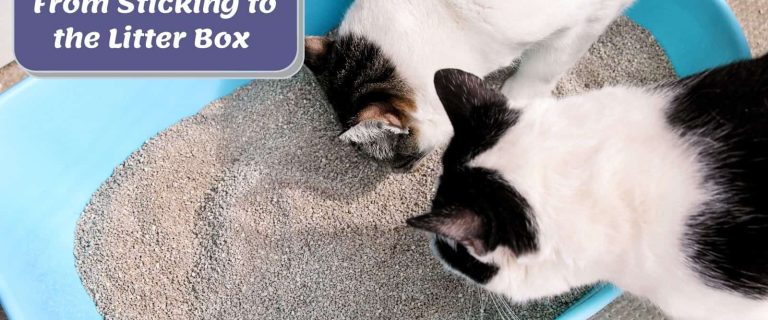 cats smelling the litter so how to keep litter from sticking to the box?