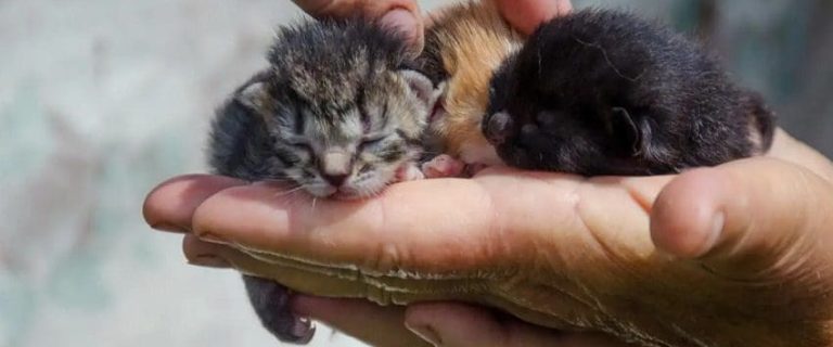 How To Tell How Old A Kitten Is? 8 Factors To Consider