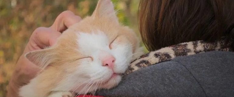 Do Cats Understand Kisses as Expressions of Love?