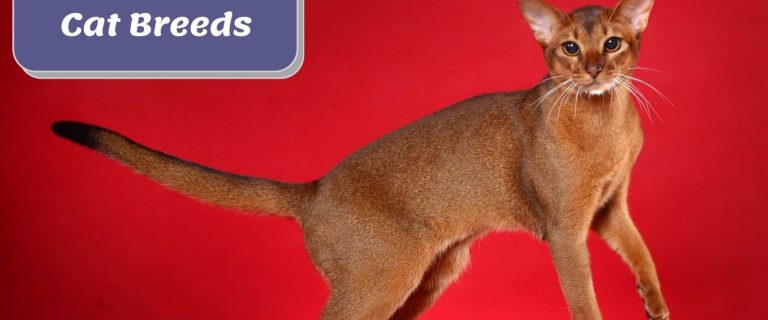 Uncover the Most Active Cat Breeds: Lively and Playful