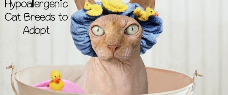 While there aren’t any 100% hypoallergenic cat breeds out there, these five beauties come pretty close! Check them out & make your dream of being a cat parent come true!