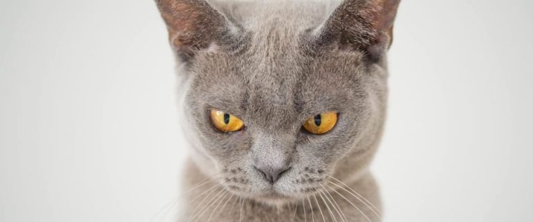 If you want to avoid being mundane, generic or even downright offensive, skip these top 10 most inappropriate cat names! Check them out!