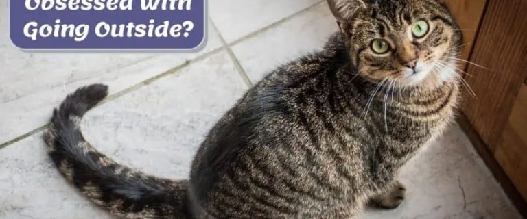 Why Does My Cat Want to Go Outside? 6 Most Common Reasons