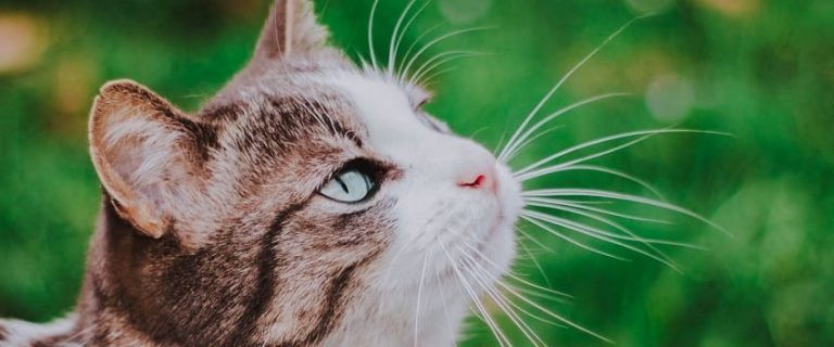How Smart Are Cats? Discovering Feline Intelligence