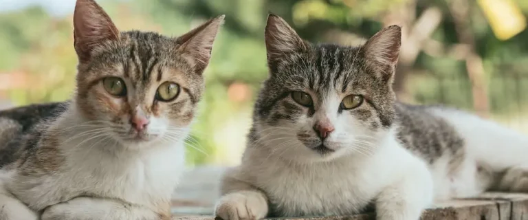 How to Introduce Cats: 5 Things You Must Consider