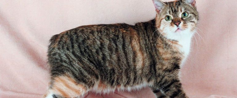 100 Irish cat names options for this cute Manx cat