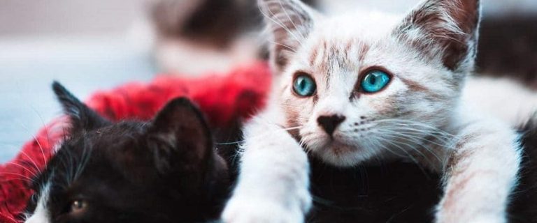Do Cats Get Jealous? Common Signs And How To Deal With It