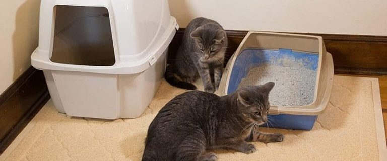 Easyology Jumbo Cat Litter Mat Review: What You Need to Know