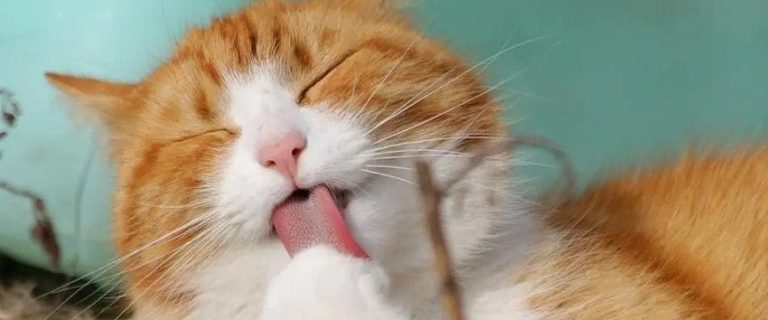 How To Keep Cat Off Counter? 4 Easy Ways