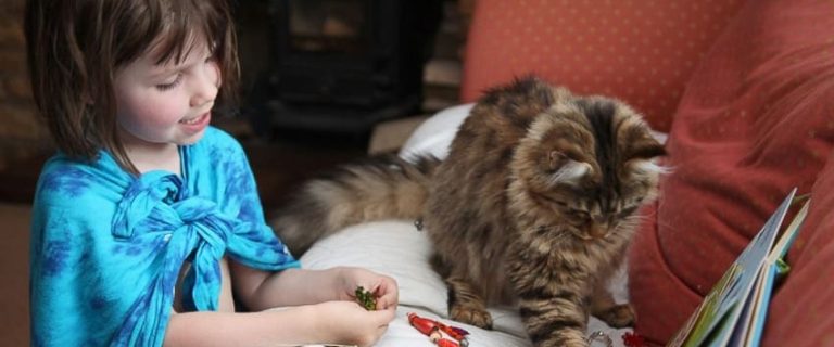 6 Best Cat Breeds for Kids: The Ideal Furry Friend