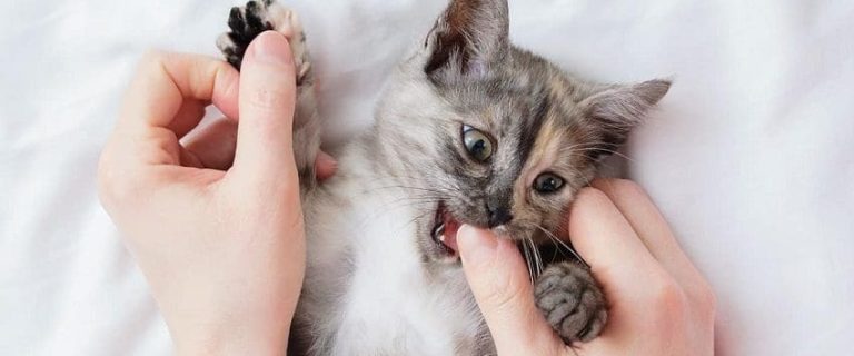 How to Stop Kitten From Biting? 8 Proven Strategies