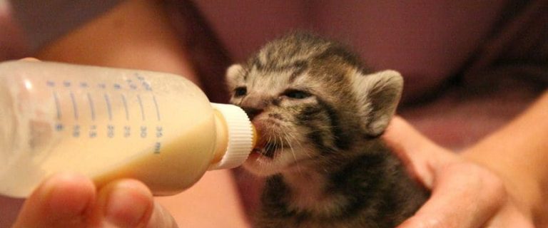 How to Bottle Feed a Kitten: Tips for New Cat Parents