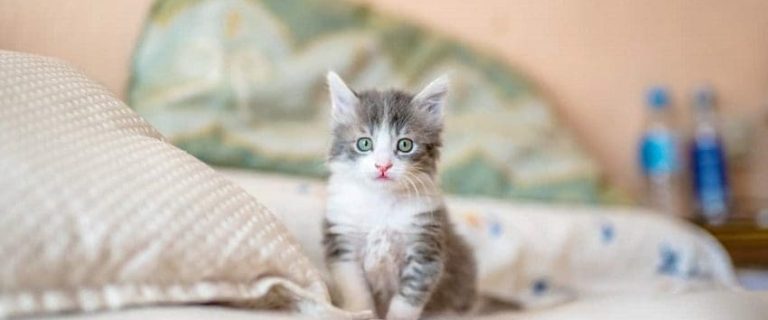 How to Take Care of a Kitten: 10 Essential Tips You Can't Ignore