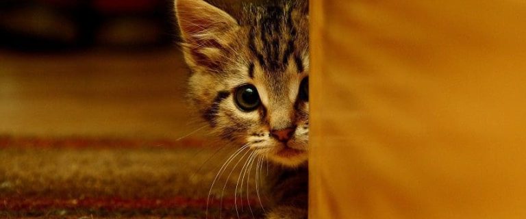 New Kitten Hiding: 5 Tips To Uncover Their Secret Spots