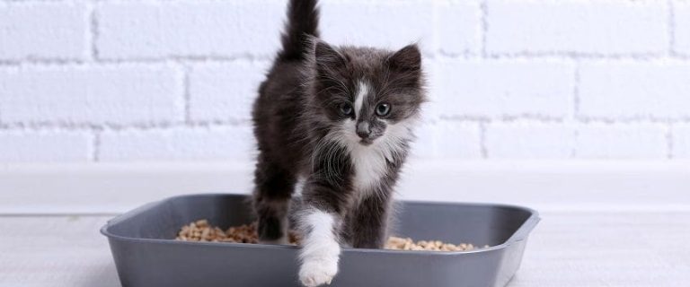 Best Kitten Litter for a Clean Home: Kitten Care Simplified