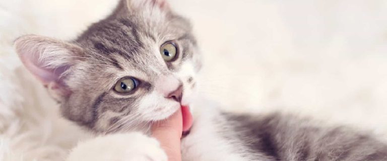 Kitten suckling is a normal behavior in the early stages of kitten life. However, it can be a problem if it becomes obsessive. Read on to learn the difference.