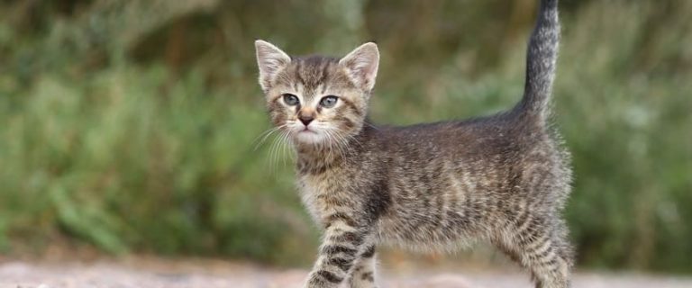 How to Get a Cat Come to You: Tips and Tricks
