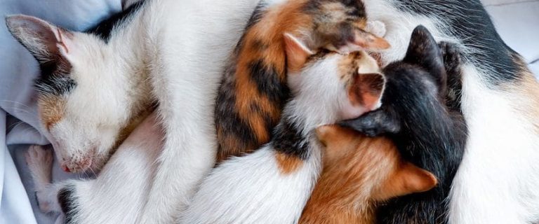 When to Wean Kittens? The Ultimate Guide