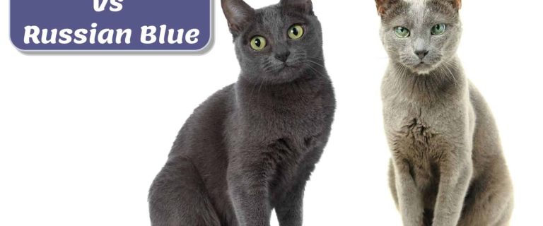 korat vs russian blue comparison