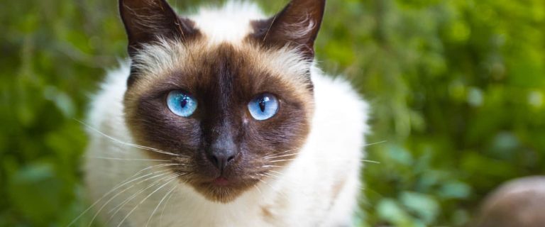 korean cat names