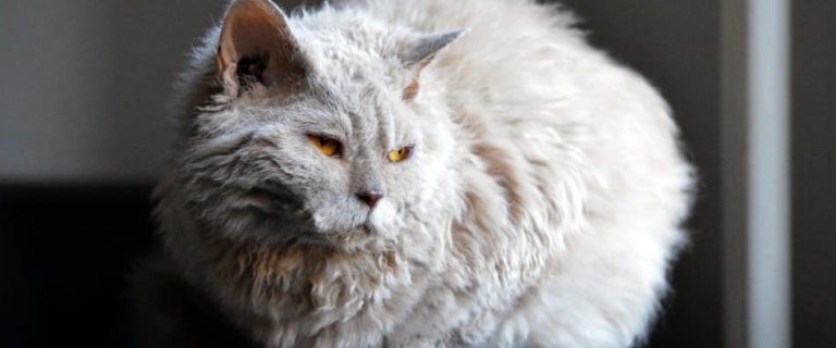The Lambkin cat is an adorable fluff bomb of sweetness. Read all about the Lambkin cat, its traits, and how to care for it properly here.