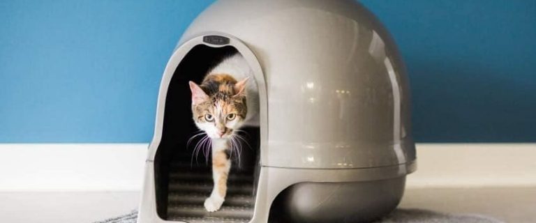 16 Best Extra Large Litter Box for Cats Reviewed